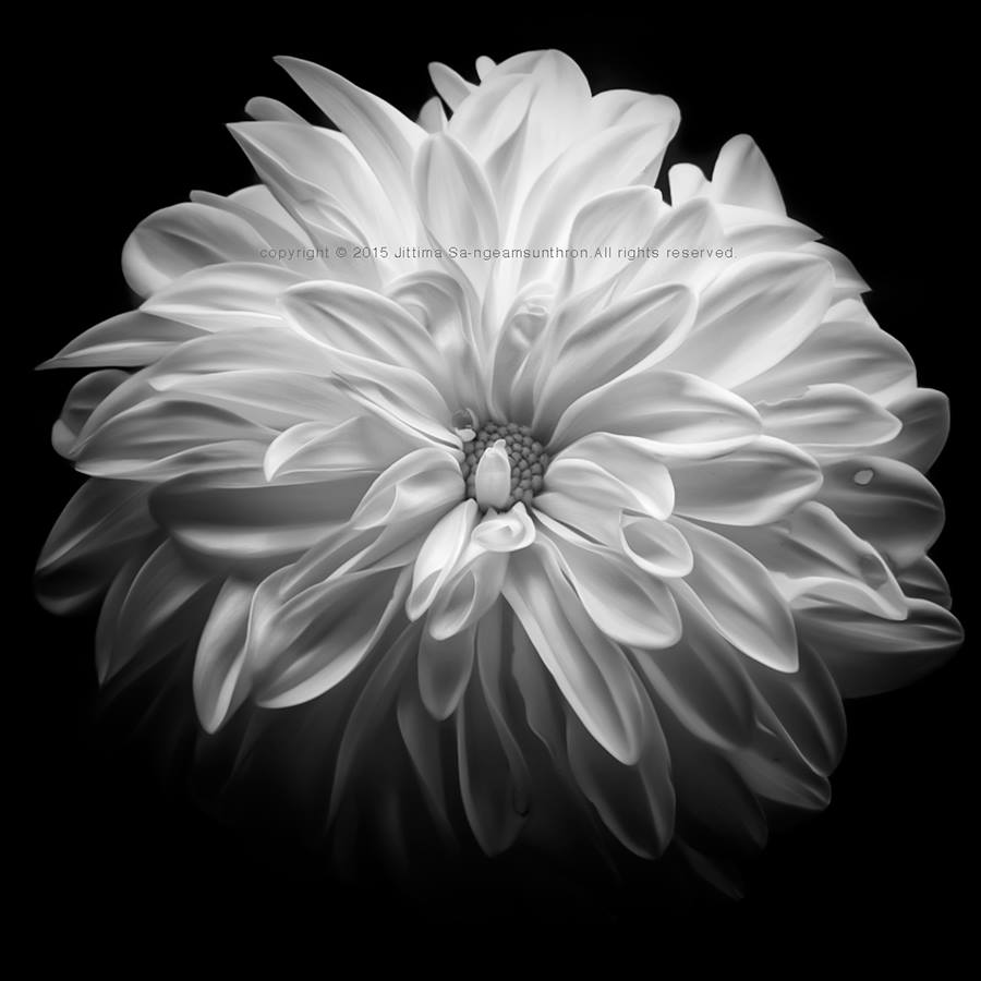white petal, 2011